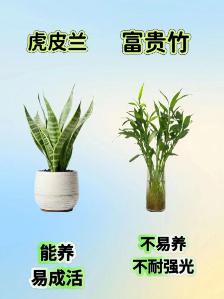 室内植物怎么养_哪些植物适合新手