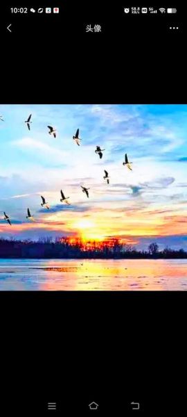 秋天的大雁为什么南飞_秋天的大雁南飞路线有哪些