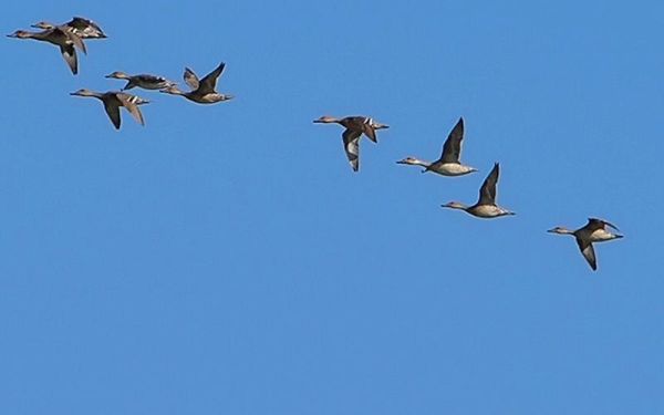 秋天的大雁为什么南飞_秋天的大雁南飞路线有哪些