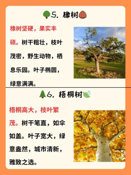 树木老的词语有哪些_古树别称大全