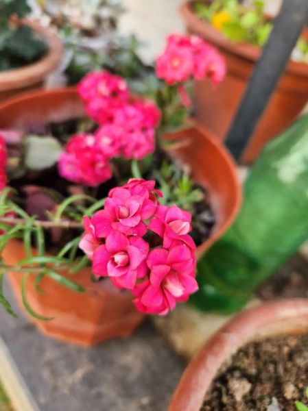 小花是什么意思_小花网络用语来源