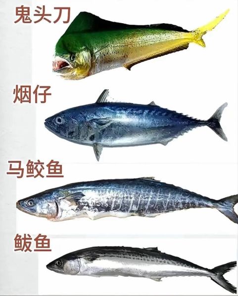 海里有哪些常见鱼_如何区分海鱼与淡水鱼