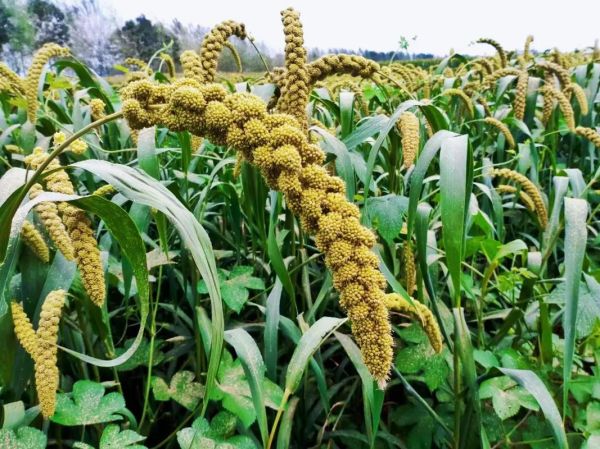 谷穗弯弯的修辞手法有哪些_如何仿写谷穗弯弯