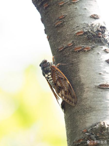 知了的声音词语有哪些_知了叫声怎么形容