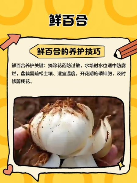 鲜百合怎么吃_鲜百合的做法大全