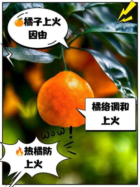 桔橙是热性还是凉性_桔橙上火还是降火