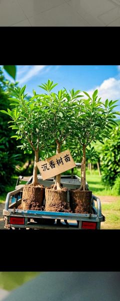 树苗怎么选_树苗多久浇一次水