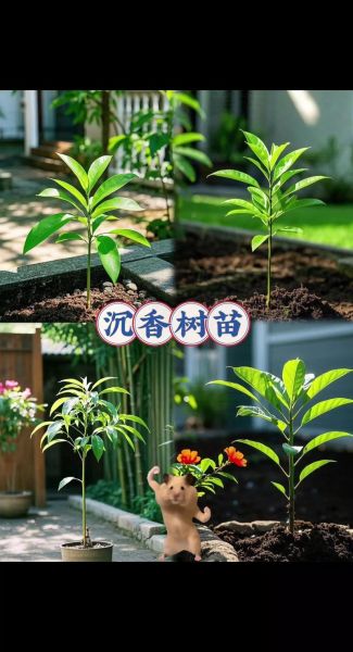 树苗怎么选_树苗多久浇一次水