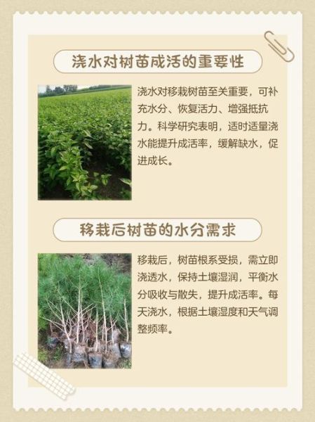 树苗怎么选_树苗多久浇一次水