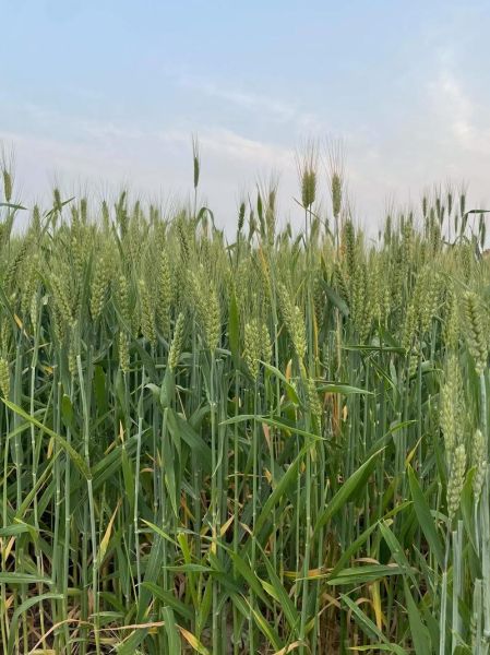 什么庄稼最赚钱_什么庄稼适合新手种