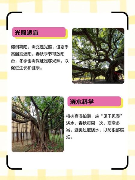 树叶茂密的原因_如何让院子树叶更茂密