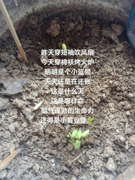 什么庄稼最赚钱_什么庄稼适合新手种