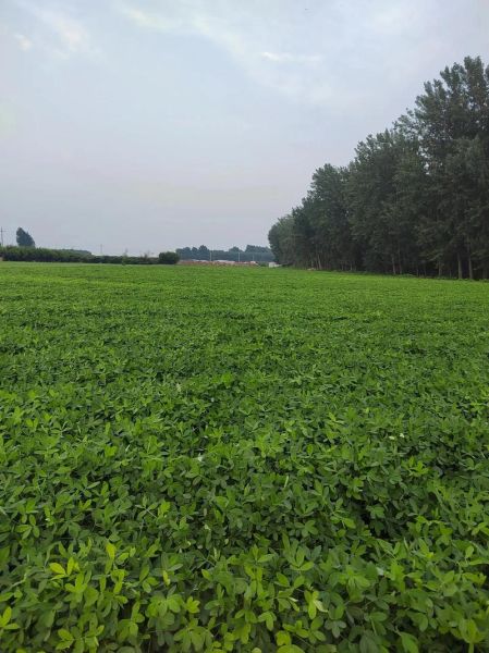 什么庄稼最赚钱_什么庄稼适合新手种