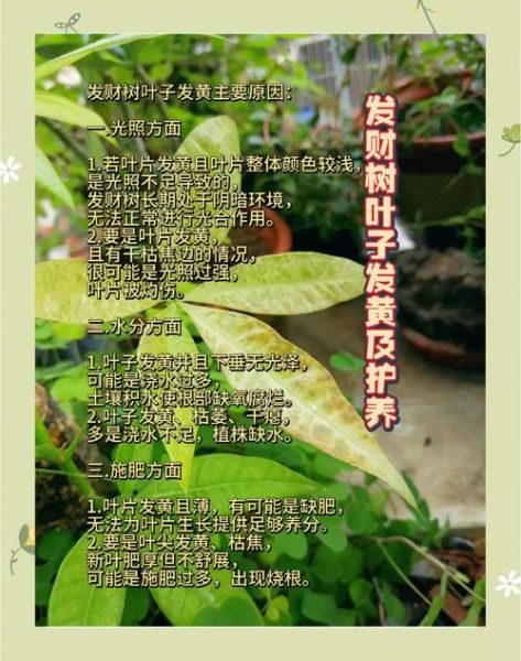 树叶茂密的原因_如何让院子树叶更茂密