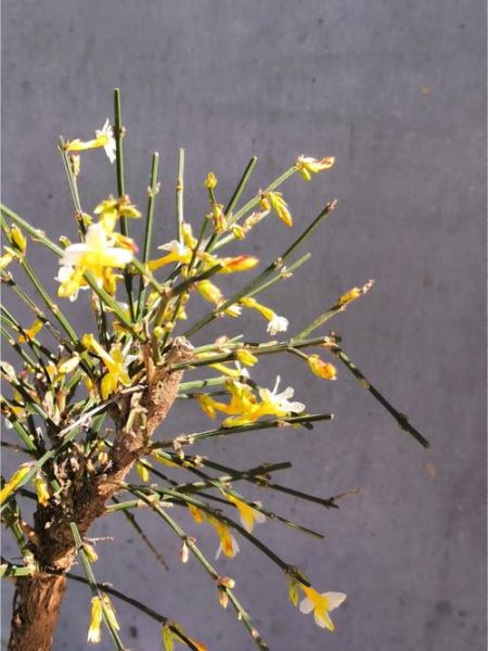 花死了用什么词表达_花枯萎了还能救活吗