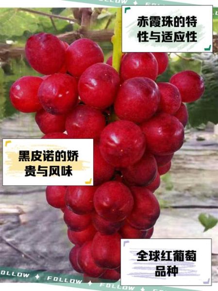 葡萄红是什么颜色_如何形容葡萄红