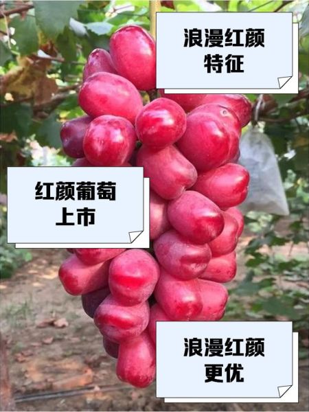葡萄红是什么颜色_如何形容葡萄红