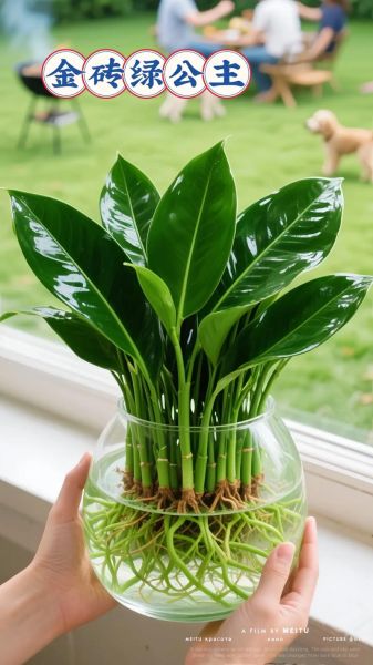 绿色常青植物有哪些_如何养护四季常绿