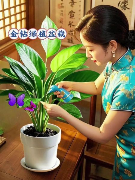 绿色常青植物有哪些_如何养护四季常绿