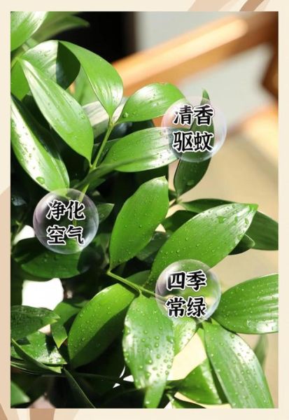 绿色常青植物有哪些_如何养护四季常绿
