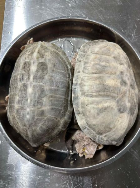 乌龟汤怎么炖_乌龟汤的做法步骤