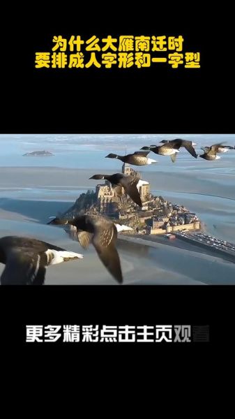 大雁为什么向南飞_大雁南飞路线有哪些