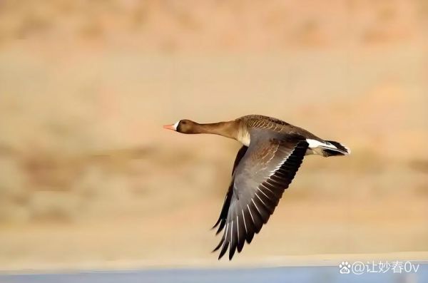大雁什么飞_大雁飞行原理