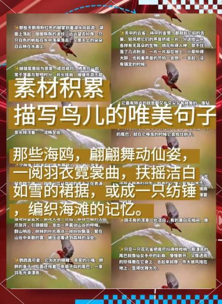 鸟儿怎么写词语_鸟儿词语怎么造句