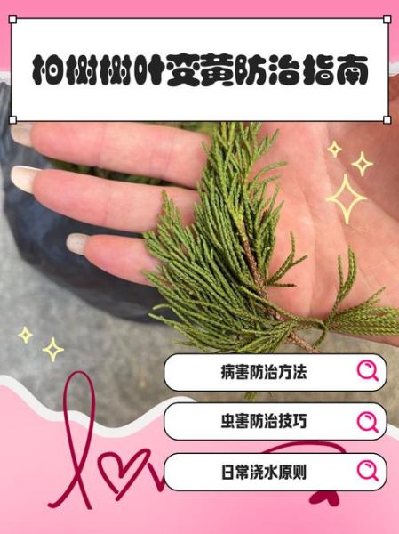 树叶为什么会变黄_树叶变黄怎么办