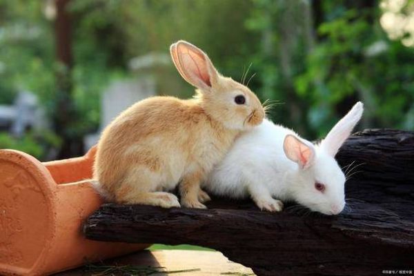 兔子怎么养_兔子吃什么食物