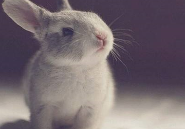 兔子怎么养_兔子吃什么食物