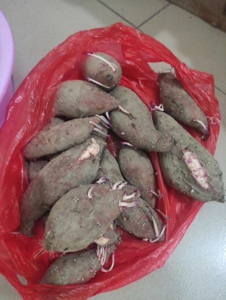 地瓜怎么保存不会发芽_地瓜发芽了还能吃吗