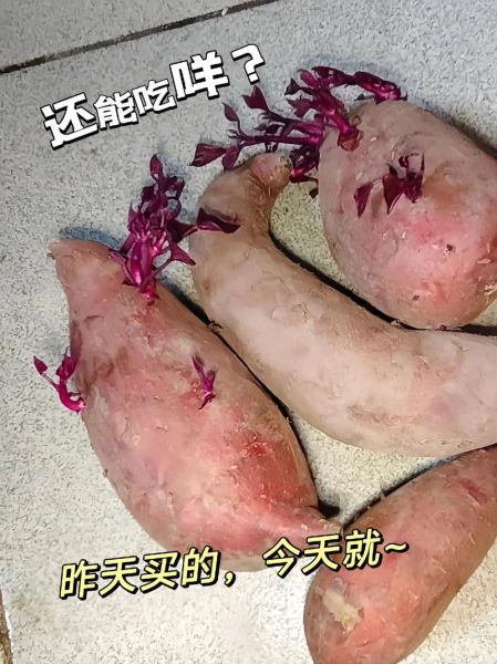 地瓜怎么保存不会发芽_地瓜发芽了还能吃吗