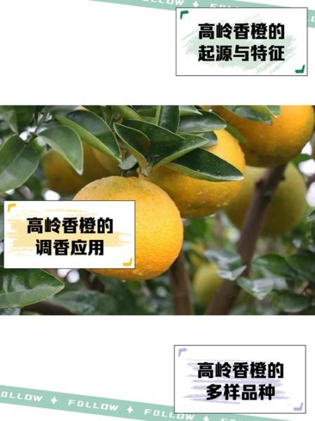 香橙怎么保存_香橙的营养价值有哪些