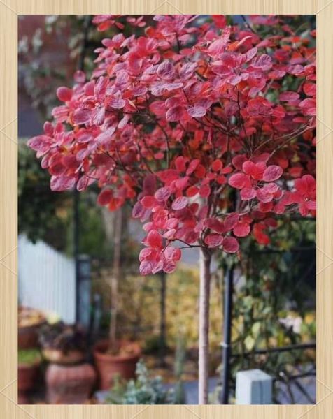 红色叶子是什么植物_红色叶子怎么养护