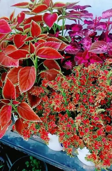 红色叶子是什么植物_红色叶子怎么养护