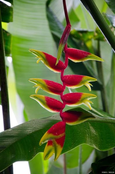 红色叶子是什么植物_红色叶子怎么养护