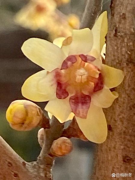 蜡梅什么时候开花_蜡梅和腊梅的区别