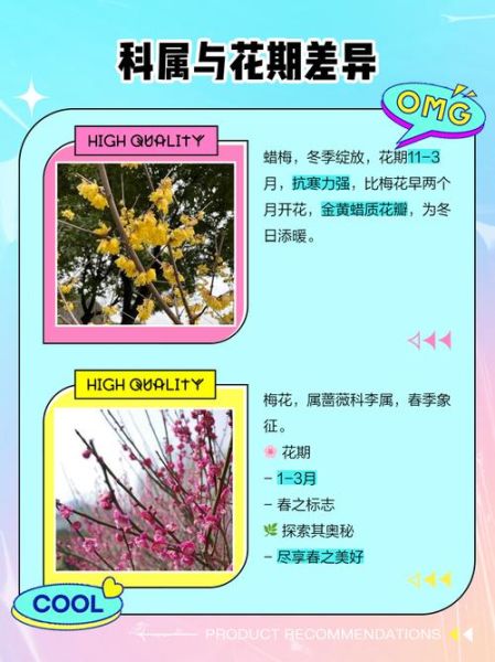 蜡梅什么时候开花_蜡梅和腊梅的区别