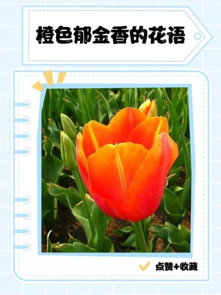 橙色代表什么_橙色象征意义有哪些