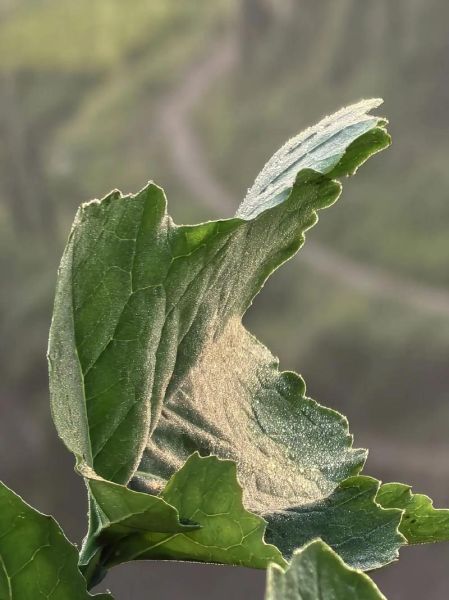 早上霜是怎么形成的_早上霜对农作物的影响