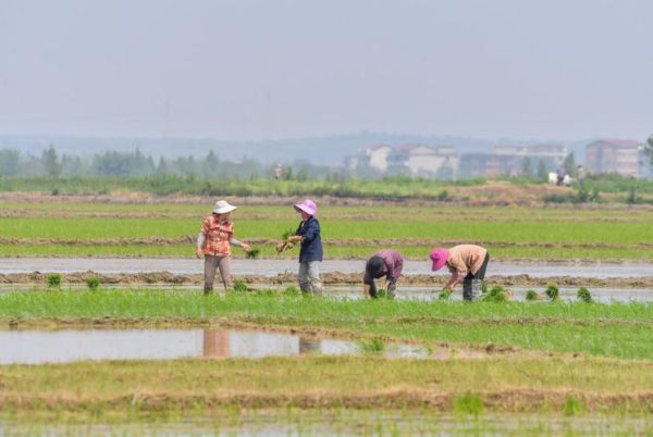 春耕备耕最佳时间_谷雨前后种什么作物