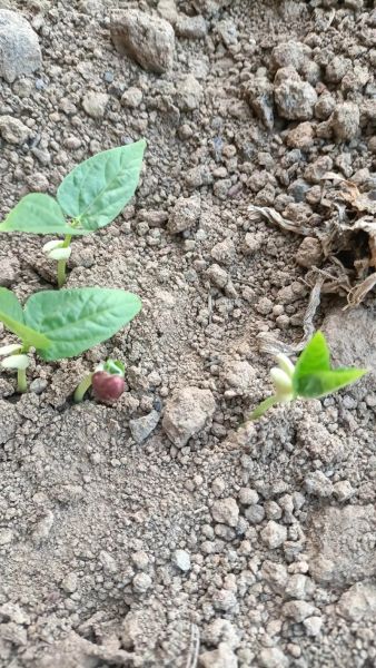 春耕备耕最佳时间_谷雨前后种什么作物