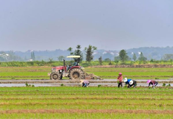 春耕备耕最佳时间_谷雨前后种什么作物