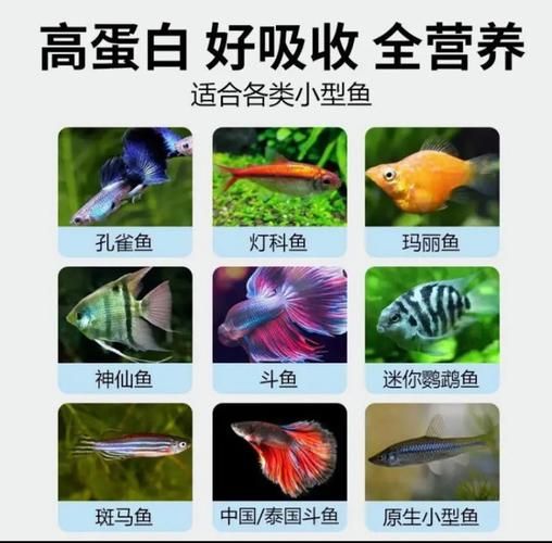 小鱼用什么饲料好_小鱼多久喂一次