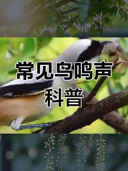 鸟儿怎么叫_鸟儿叫声大全