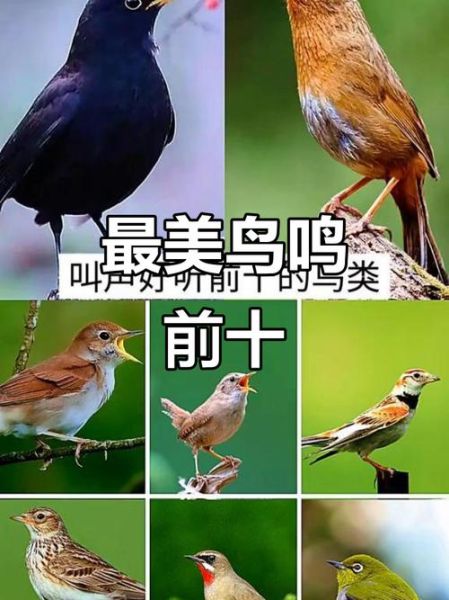 鸟儿怎么叫_鸟儿叫声大全