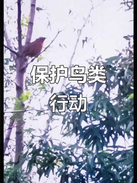 关爱鸟的正确方法_如何保护鸟类栖息地