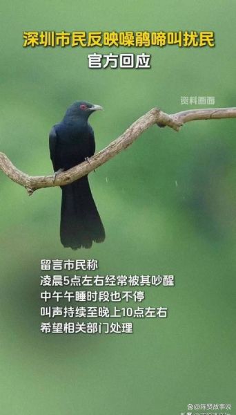 虫鸣鸟叫的声音怎么形容_虫鸣鸟叫的拟声词有哪些