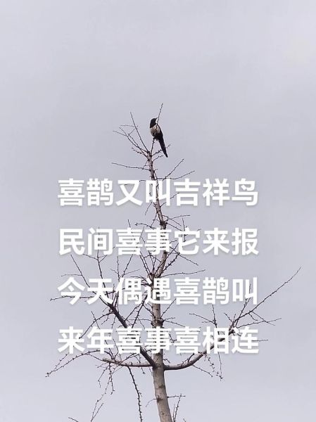 夸喜鹊的吉祥话有哪些_喜鹊报喜寓意是什么
